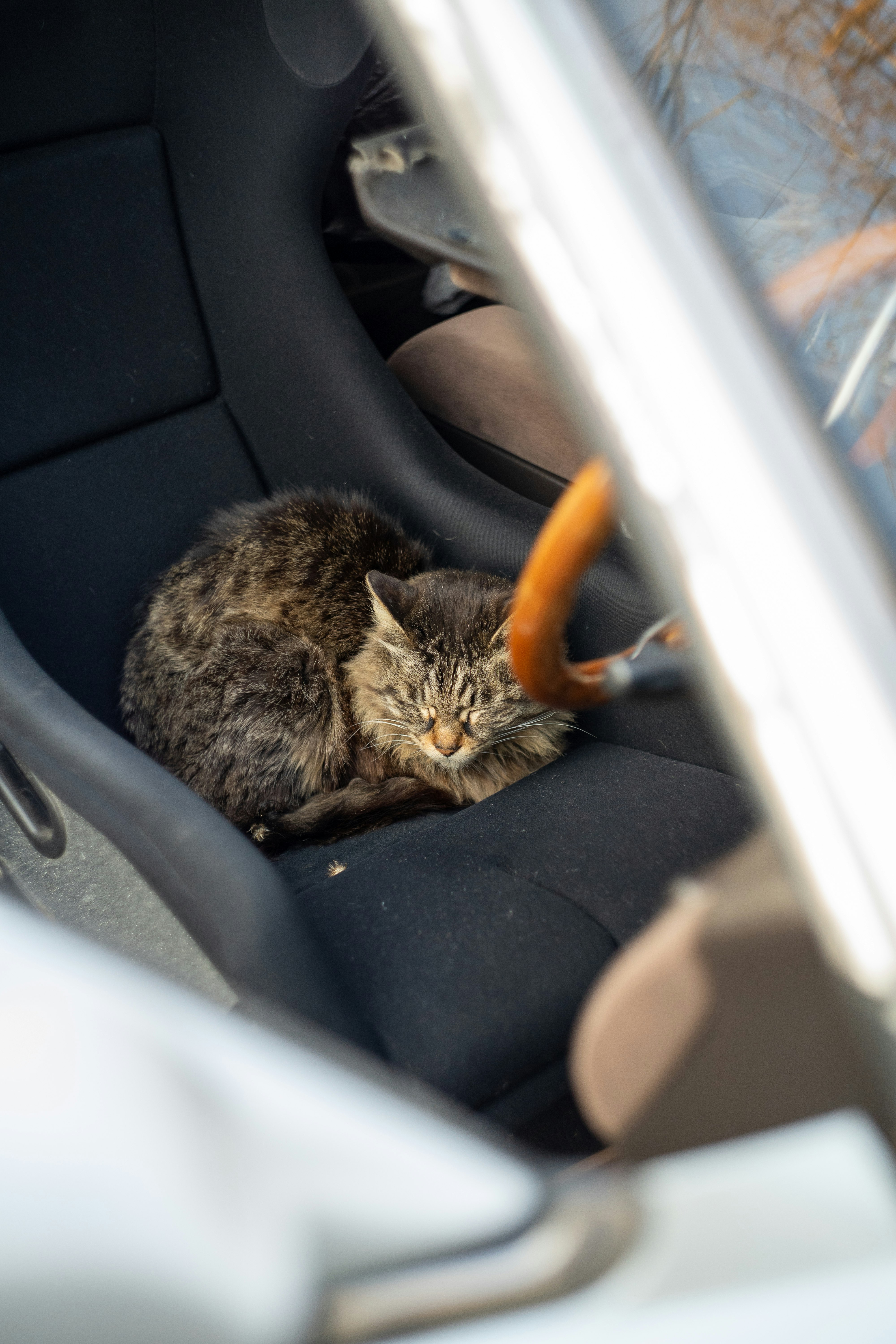 brown tabby cat on car seat